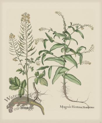 Besler 269 Colored B2